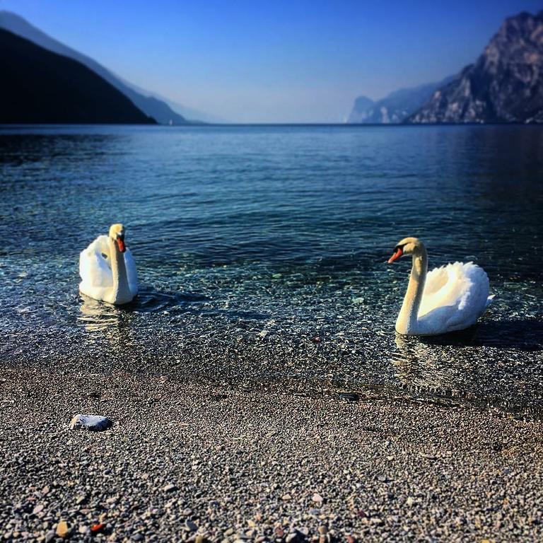 Villa Linfano Torbole Sul Garda Kültér fotó