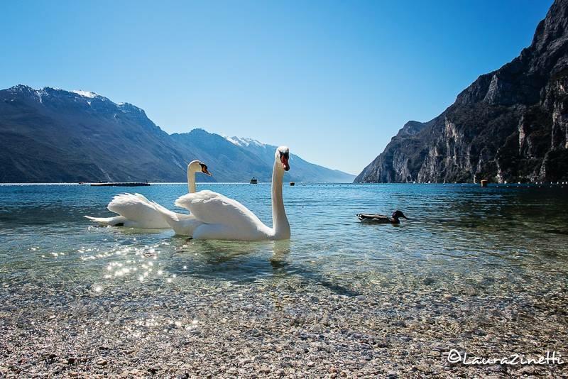 Villa Linfano Torbole Sul Garda Kültér fotó